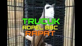 BURUNG TRUCUK ROPEL BBC !!!