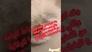 ما هو علاج الفطريات عند القطط؟؟؟