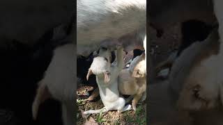 New Born Puppies 2021 #youtubeshorts #shorts