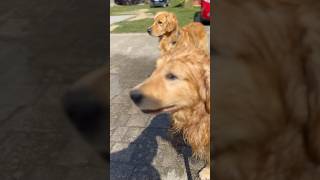 Laundry day for the GoldenBoys #Goldenretriever #CuteDog #Dog #Goldie #SweetPaw #SweetDog #Shorts