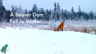 A beaver dam: fall to winter