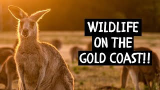 Where to find WILDLIFE on the Gold Coast!!