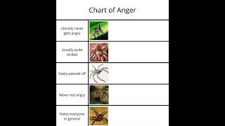 Chart Of Spider Anger | #bugs #spider #shorts #subscribe #capcut #template #nature