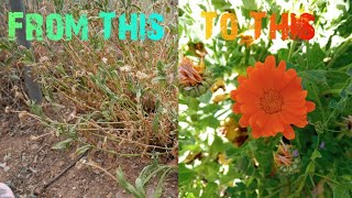 How To Prune Calendula