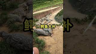 Working every day ! You need this job , Feeding to crocodile at farm #crocodile #short EP10