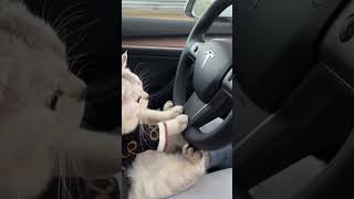 Cat Car in driving