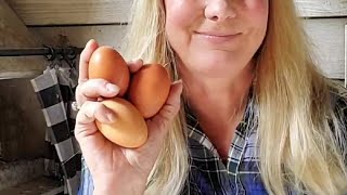 What to expect when you're "eggspecting" eggs from your backyard chickens.