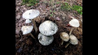 Coprinopsis acuminata