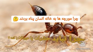 کشتن چه حیواناتی حرام و مکروه هست 🤔