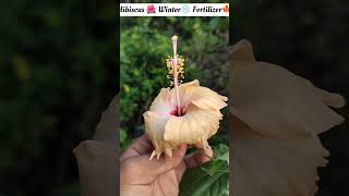 गुड़हल 🌺से ज्यादा फूल पाने के लिए fertilizer जरूर दें☺️#hibiscus#hibiscusfertilizer#hibiscuscare