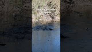 Apareamiento y desove de las carpas. Embalse de Mequinenza #desove #carpas #naturaleza #carpfishing