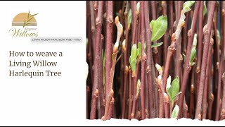 Creating a living willow harlequin tree - Musgrove Willows