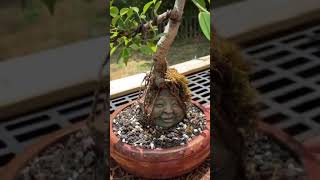 Bonsai in different way by Babeen