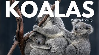 Koala Cuteness | Australia's Adorable Tree Huggers!