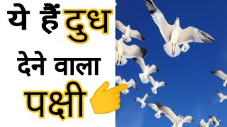 जाने कौन सा पक्षी दूध देता है?🐦🐦 #Shorts #A2motivation  Amazing facts