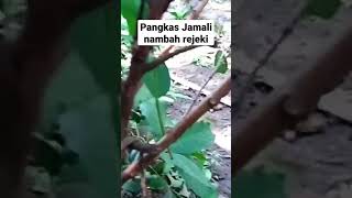 Pangkas Jambu pembawa rejeki #jambumadudeli #jambujamaika #jamali #jambu #shorts #shortsfeed