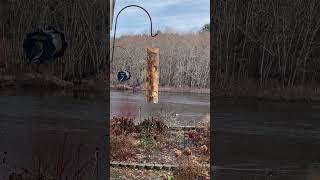 #shorts #birds #wildlife #animals #birdslover Downy Woodpecker and Eastern Bluebird. #joy