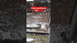 2 deer eating corn 🦌🦌 #shorts #deer #animals