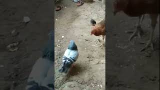 PIGEON VS CHICKEN  #ANIMAL LOVERS