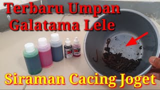 Umpan Galatama Lele‼️Siraman Cacing Joget #083