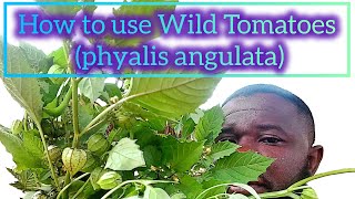 How to use Wild Tomatoes (phyalis angulata)