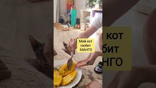 😻 Мой кот любит МАНГО 😻 а ваши котики тоже гурманы?)