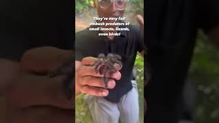 THIS IS SO SCARY!!! Tarantulas #shorts #spiders