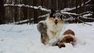 Шелти и русский охотничий спаниель играют в снегу / Sheltie and Russian Spaniel