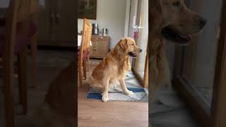 What's out there? #CuteDog #Dog #Goldenretriever #Bird #DogKiss #SweetPaw #FurryFriends #Shorts