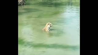 Smart duck   😂 #nature #ocean #wildlife #animals #funny #yttrending #tiger #duck #pond #bengaltiger