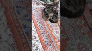 Любимка Барсик! Любит поспать и поесть! А потом снова поесть и поспать! 😽😽😽#shorts#status#funny#юмор