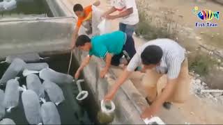 شاهد ⁦⬅️⁩(كيفيه نزول زريعه اسماك البلطى 🐟 إلى الاحواض)