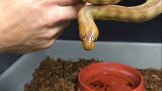 Snake Hook Training an Aggressive and Defensive Woma Python How to not get bit!!