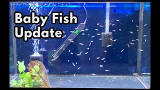 Baby Fish Update plus New Guppies & Tanks!