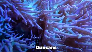 Coral at Elite Reef | elegance, duncans, hammer coral, goniopora, frogspawn, clove polyps