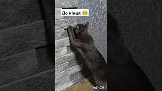 Догрався #кітсаймон #cat #ohno #кошеня #playcat #funnycat #funny #funnyvideo