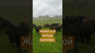 #казахстан #табиғат