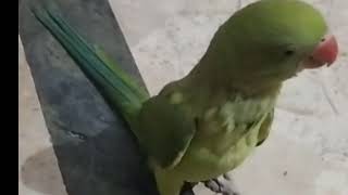 green Parrot ringneck taimed #parrot