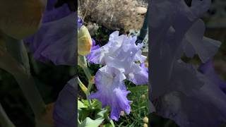 Roses and Bearded Iris are Blooming #gardenflowers #cottagegarden #homegrown #garden #countryside