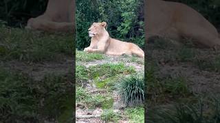 The beautiful lioness 😍😍😍 #traveller #travelvlog #singapore #zoo #singam #life #explore