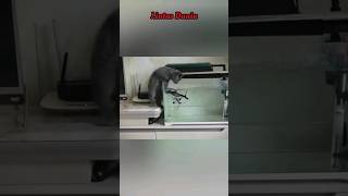 Funny Pets || Part 35 #shorts #funny