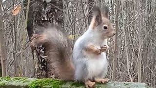 Бусинка и её бельчонок ❤🐿🐿❤ #белка #белочка #белки #squirrel