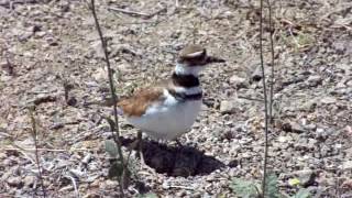 The Killdeer