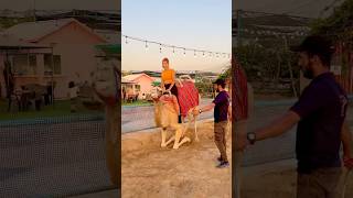 Apne camel ko pahad dikhaingo #pets #animallover #zoo #monkey #tiger #elephant #fun #snacks