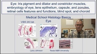 Eye- Iris pigment and dilator and constrictor muscles, embryology of eye, lens epithelium, capsule