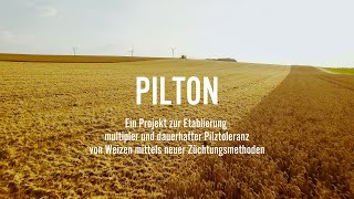 PILTON - Forschungsprojekt zu pilztolerantem Weizen durch neue Züchtungsmethoden