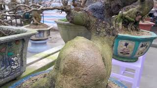 MAI VÀNG BONSAI ĐÓN XUÂN