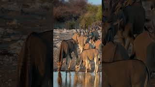 Eland in Etosha National Park, Namibia.