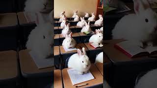 school has started 🤣🤭 #shorts #ytshorts #rabbit