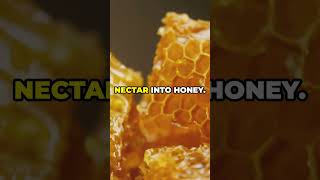 How Bees Turn Nectar Into Honey: The Sweet Science Explained 🍯🐝